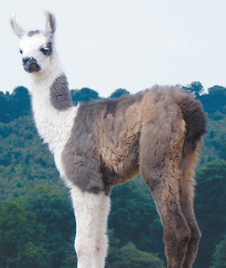 Ashdown Forest Llama Park